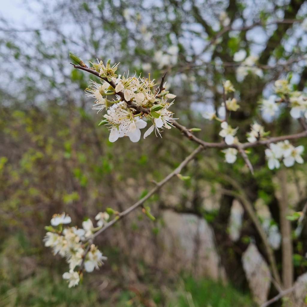 Frühling