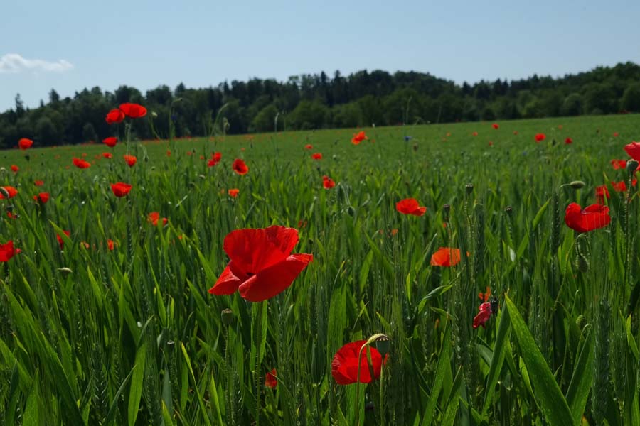 Mohn