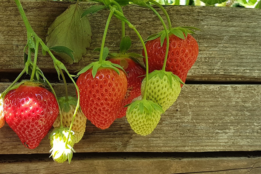 frische Erdbeeren