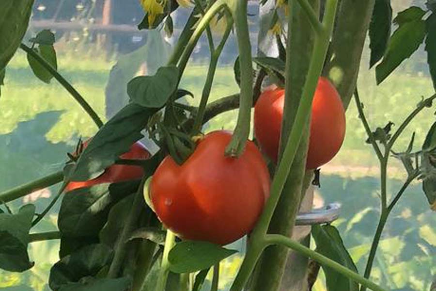 Tomaten